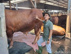 Cerita Peternak Gen-Z di Nganjuk, Ikut Tumbang Saat Sapinya Sakit