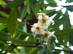 Ini Pohon Rejasa, Flora Identitas Salatiga yang Kaya Manfaat tapi Makin Langka