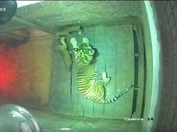 Gemas, 2 Ekor Harimau Lahir di Taman Satwa Lembah Hijau Lampung