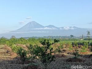 Semeru Erupsi 7 Kali, Semburkan Abu Setinggi 1.200 Meter