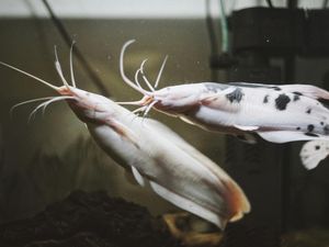 Benarkah Ikan Lele Makan Kotoran? Cek Fakta Ilmiah dan 6 Mitosnya!