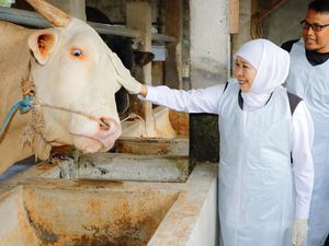 Khofifah Pilih Sapi Belgian Blue Bobot 1 Ton Lebih untuk Kurban