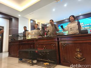 Perdagangan Ilegal Kasturi Kepala Hitam Asal Papua Digagalkan di Pati