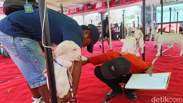 Ratusan Kambing Senduro Ramaikan Kontes di Lumajang