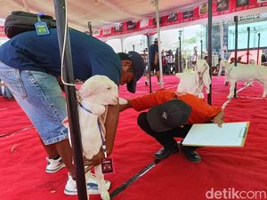 Ratusan Kambing Senduro Ramaikan Kontes di Lumajang