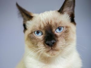 Berapa Lama Kucing Bisa Hidup? Ini Faktor yang Memperpanjang Usia Kucing