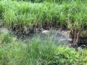 Viral Keluhan Bau Tinja di Ungasan, Ternyata dari Limbah Sedot WC untuk Pupuk