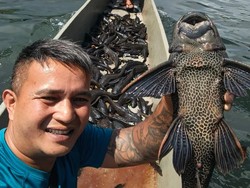 Danau Tondano Diserbu Ikan Sapu-sapu, Nelayan Khawatir Ekosistem Terganggu