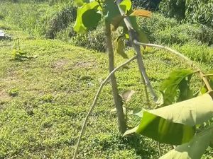 Pohon Jati Emas Sepanjang Jalan Bandara hingga KDA Ditebang, Ini Kata BP Batam
