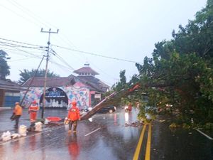 Pohon Tumbang Telan Korban di Ciamis