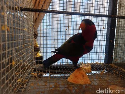 Penyelundupan Kasturi Kepala Hitam Asal Papua Digagalkan di Juwana