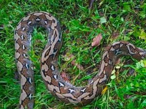 Wanita Digigit Ular Piton 5 Meter Saat Cari Durian di Kebun Mamuju