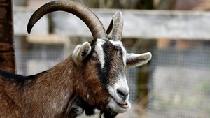 Pasutri Magelang Kompak Curi Kambing di 14 TKP, Ini Modusnya
