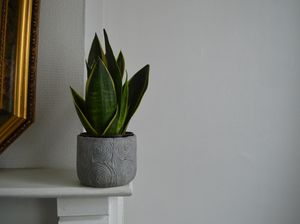 Apakah Ular Takut dengan Lidah Mertua? Ini 14 Tanaman yang Bisa Mengusirnya!