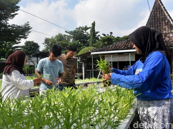 Kebun Sayur Surabaya, Ruang Belajar Tanam Hidroponik