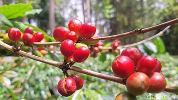 4 Sentra Kopi Jawa Timur dari Malang hingga Bondowoso