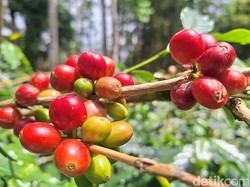 Kopi Bondowoso Dilirik Investor Singapura, Mau Impor Ribuan Ton per Tahun