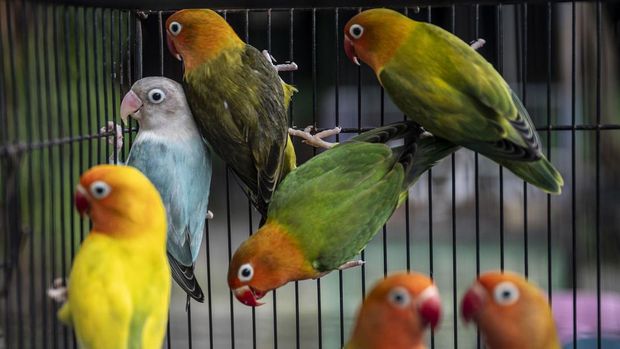 Ilustrasi burung cinta atau lovebird (Agapornis sp) sebagai salah satu jenis burung kicau bersuara merdu. (ANTARA FOTO/Aprillio Akbar/hma)