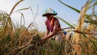 BPS: Usia Petani Menua, Tak Ingin Anaknya Kerja di Sektor Pertanian