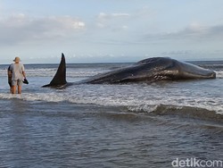 Terdampar di Bibir Pantai Bali, Paus Raksasa Mati