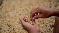 Kopi Jawa Pernah Jadi yang Termahal di Dunia, Ini Kisahnya
