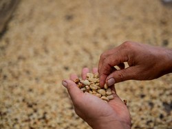 Kopi Jawa Pernah Jadi yang Termahal di Dunia, Ini Kisahnya