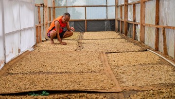 Produksi Kopi Nasional Diproyeksi Meningkat
