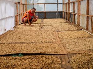 Produksi Kopi Nasional Diproyeksi Meningkat