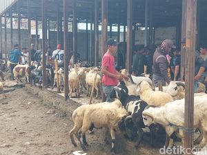 Geliat Jual Beli Domba Jelang Iduladha di Bandung Barat