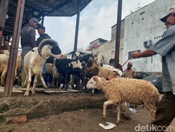 Kenali Penyakit pada Hewan Kurban, Penuhi Syarat Sah Berkurban