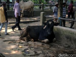 Pedagang Sapi di Sleman Waswas Kurban Tahun Ini Sepi: Biasa Sudah Jual 30