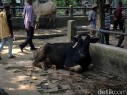 Pedagang Sapi di Sleman Waswas Kurban Tahun Ini Sepi: Biasa Sudah Jual 30