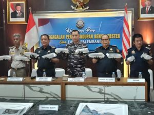 TNI AL Palembang Gagalkan Penyelundupan 125 Benur dari Jambi, 2 Pelaku Kabur