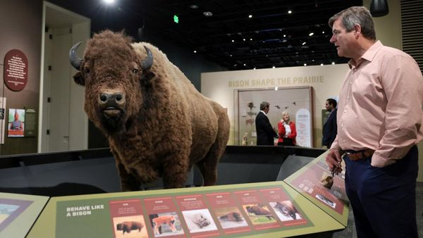 Edukasi Konservasi Lewat Pameran Bison