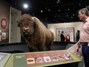 Edukasi Konservasi Lewat Pameran Bison