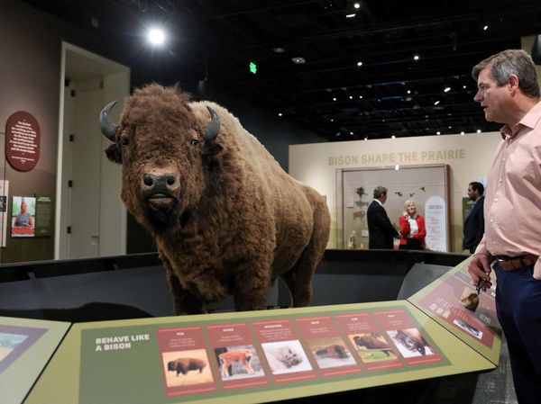 Edukasi Konservasi Lewat Pameran Bison