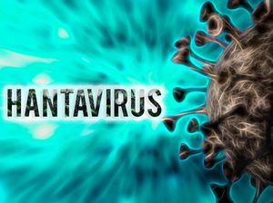 WHO: Hantavirus Tak Menular Semudah COVID-19