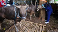 Jelang Idul Adha, Puluhan Sapi di Palmerah Diperiksa