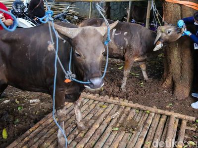 Jelang Idul Adha, Puluhan Sapi di Palmerah Diperiksa