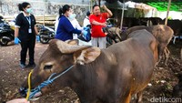 Tak Boleh Sembarangan, Ini Aturan Pembagian Daging Kurban dalam Islam