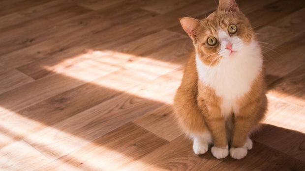 Kucing Kenapa kucing menatap kita dalam waktu lama?