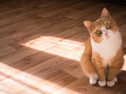 Kenapa Tidak Ada Kucing di Shio China? Ini Penyebabnya Menurut Legenda!