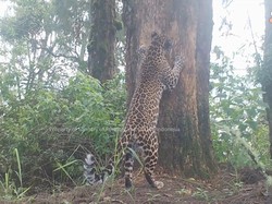 8 Macan Tutul Jawa Terekam Kamera di TN Bromo Tengger Semeru