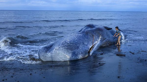 Paus Sperma Mati Terdampar di Pantai Melaya Bali