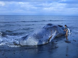Paus Sperma Mati Terdampar di Pantai Melaya Bali