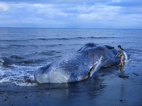 Paus Sperma Mati Terdampar di Pantai Melaya Bali
