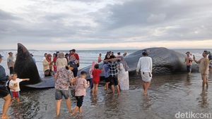 Penampakan Paus Sperma 17 Meter Terdampar di Pantai Nusasari Jembrana