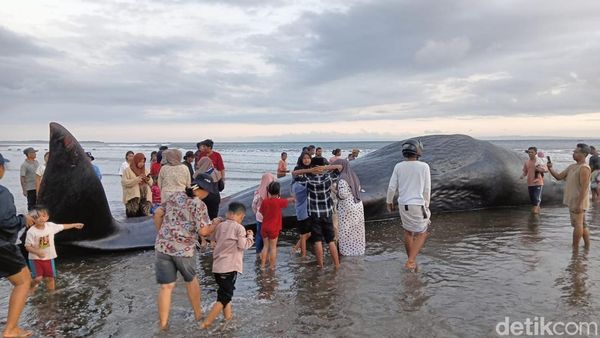Penampakan Paus Sperma 17 Meter Terdampar di Pantai Nusasari Jembrana