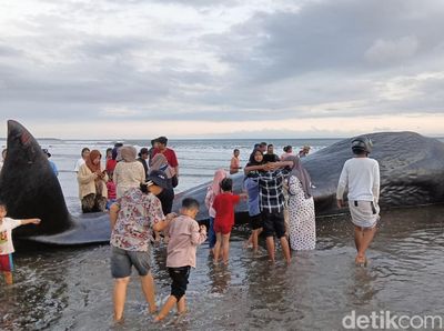 Penampakan Paus Sperma 17 Meter Terdampar di Pantai Nusasari Jembrana