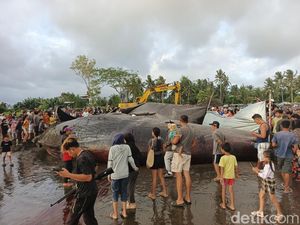 Paus Sperma Raksasa Terdampar di Pantai Jembrana, Berakhir Mati Kehabisan Udara